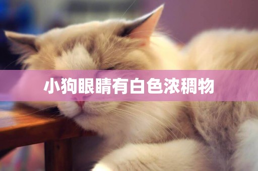 小狗眼睛有白色濃稠物