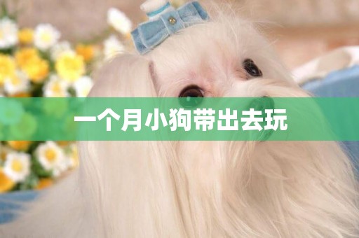 一個月小狗帶出去玩