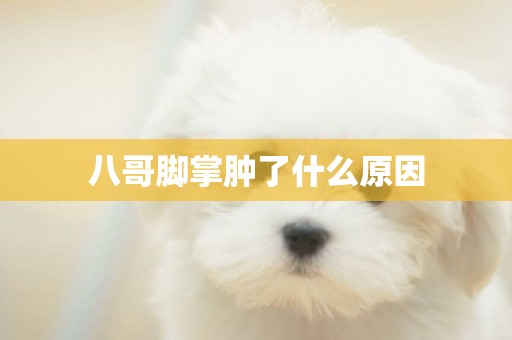八哥腳掌腫了什么原因