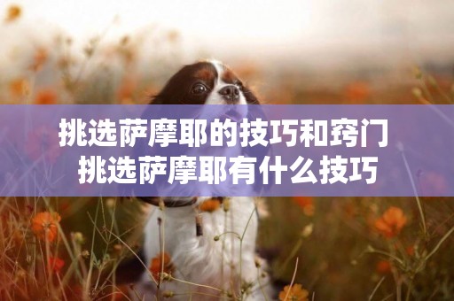 挑選薩摩耶的技巧和竅門 挑選薩摩耶有什么技巧