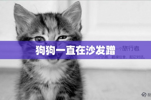 狗狗一直在沙發蹭