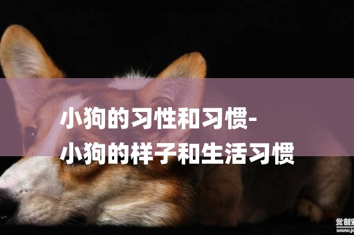 小狗的習性和習慣-
小狗的樣子和生活習慣