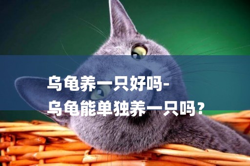 烏龜養一只好嗎-
烏龜能單獨養一只嗎？