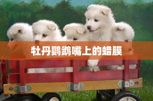 牡丹鸚鵡嘴上的蠟膜