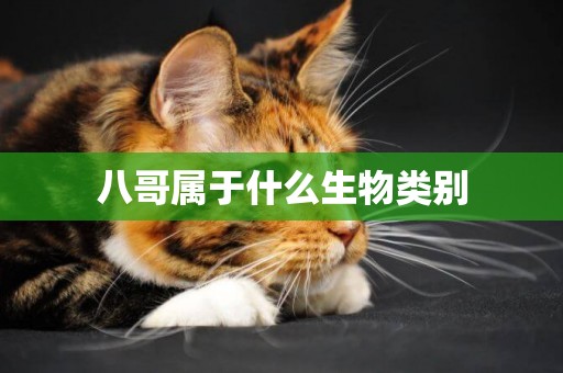 八哥屬于什么生物類別