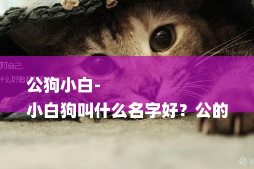 公狗小白-
小白狗叫什么名字好？公的