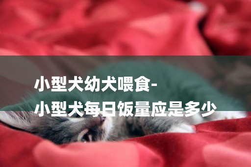 小型犬幼犬喂食-
小型犬每日飯量應是多少
