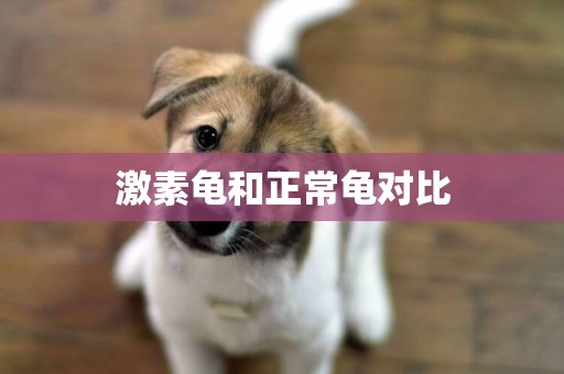 激素龜和正常龜對比