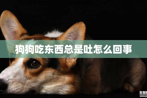 狗狗吃東西總是吐怎么回事