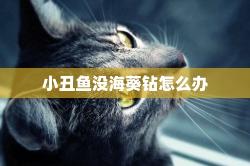 小丑魚沒海葵鉆怎么辦
