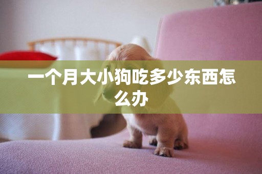 一個月大小狗吃多少東西怎么辦