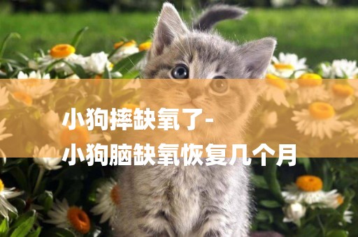 小狗摔缺氧了-
小狗腦缺氧恢復幾個月