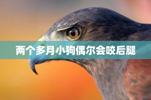 兩個多月小狗偶爾會咬后腿