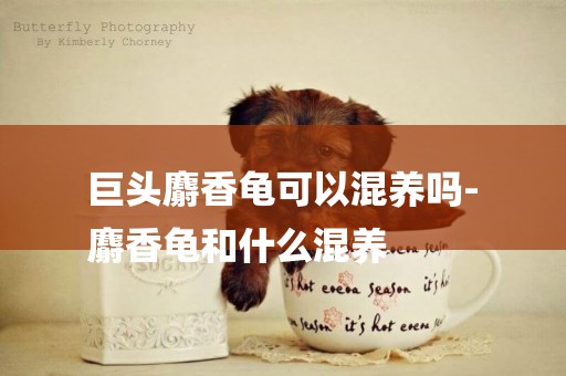 巨頭麝香龜可以混養嗎-
麝香龜和什么混養