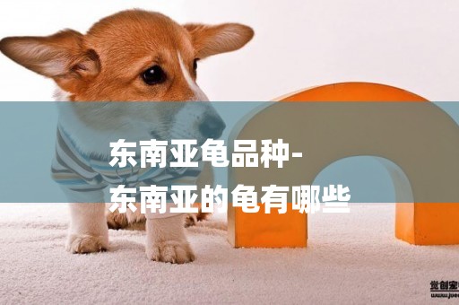 東南亞龜品種-
東南亞的龜有哪些