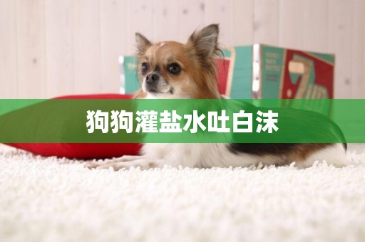 狗狗灌鹽水吐白沫