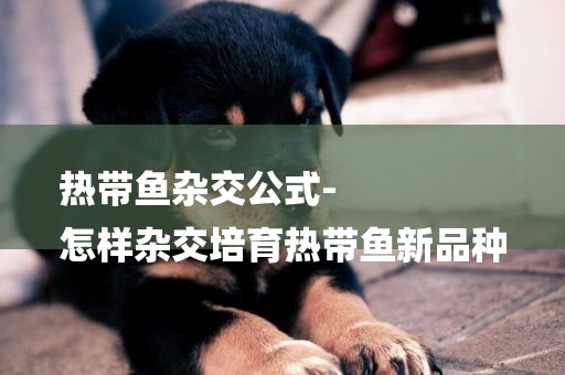 熱帶魚雜交公式-
怎樣雜交培育熱帶魚新品種