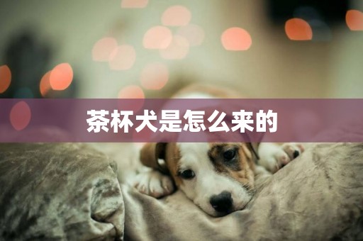 茶杯犬是怎么來的