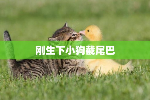 剛生下小狗截尾巴