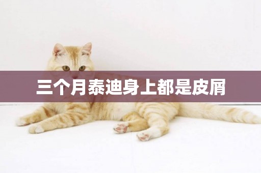 三個月泰迪身上都是皮屑