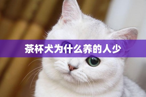 茶杯犬為什么養的人少