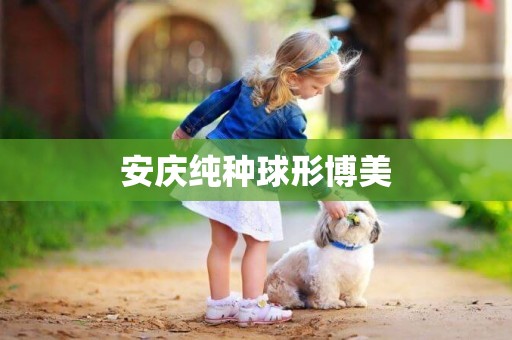 安慶純種球形博美