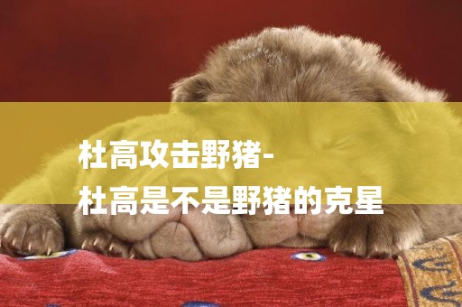 杜高攻擊野豬-
杜高是不是野豬的克星