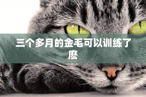 三個多月的金毛可以訓練了麼