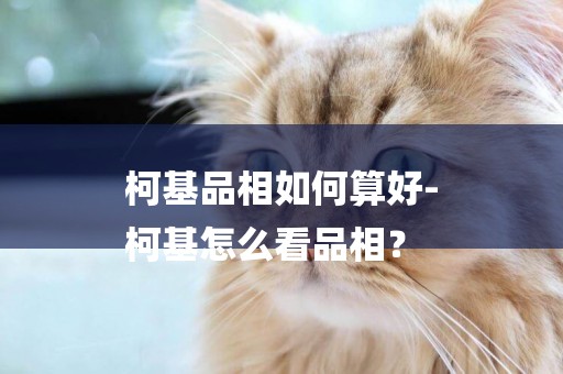 柯基品相如何算好-
柯基怎么看品相？