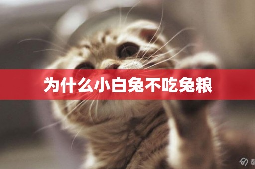 為什么小白兔不吃兔糧