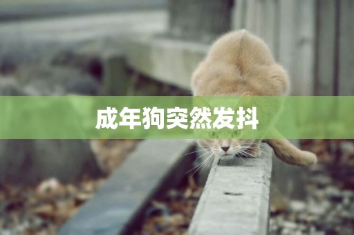 成年狗突然發抖