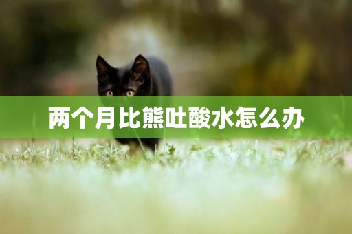兩個月比熊吐酸水怎么辦