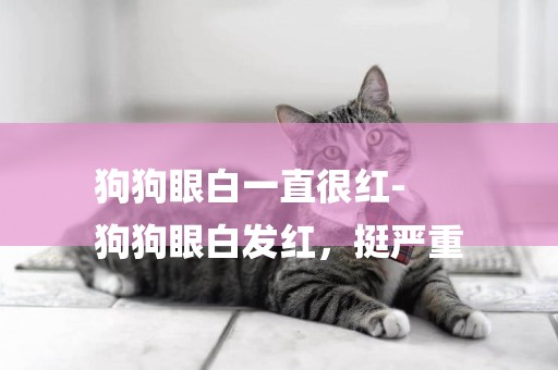 狗狗眼白一直很紅-
狗狗眼白發紅，挺嚴重