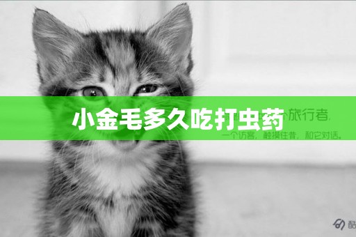 小金毛多久吃打蟲藥