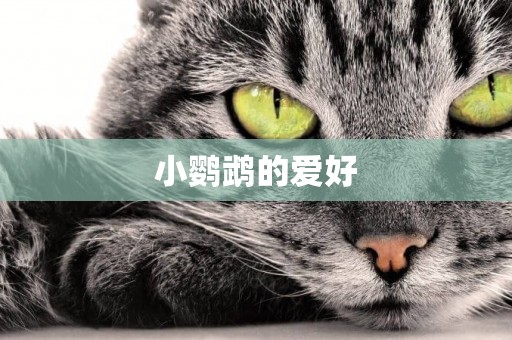 小鸚鵡的愛好