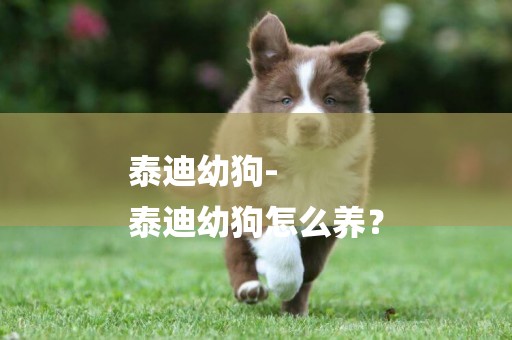 泰迪幼狗-
泰迪幼狗怎么養？