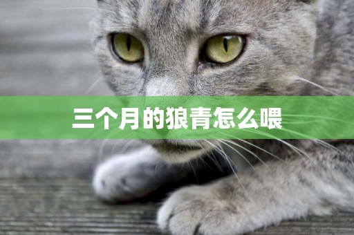 三個月的狼青怎么喂