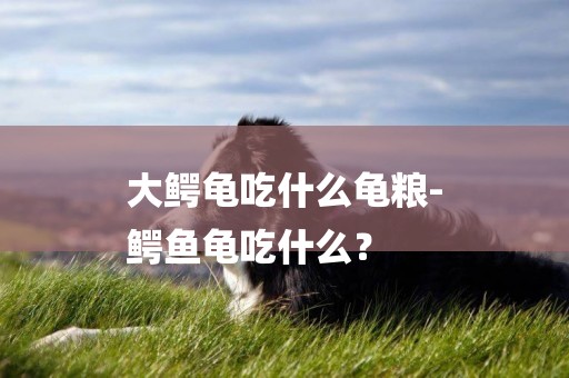 大鱷龜吃什么龜糧-
鱷魚龜吃什么？