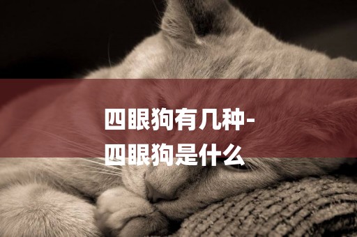 四眼狗有幾種-
四眼狗是什么