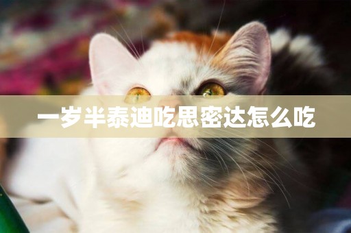 一歲半泰迪吃思密達怎么吃