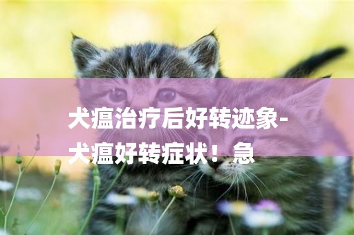 犬瘟治療后好轉跡象-
犬瘟好轉癥狀！急