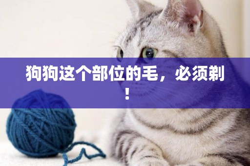 狗狗這個部位的毛，必須剃！