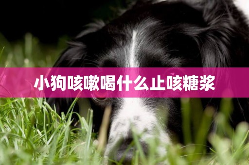 小狗咳嗽喝什么止咳糖漿