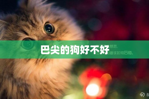 巴尖的狗好不好