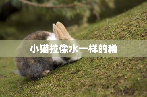 小貓拉像水一樣的稀