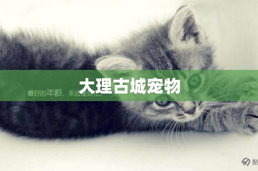 大理古城寵物