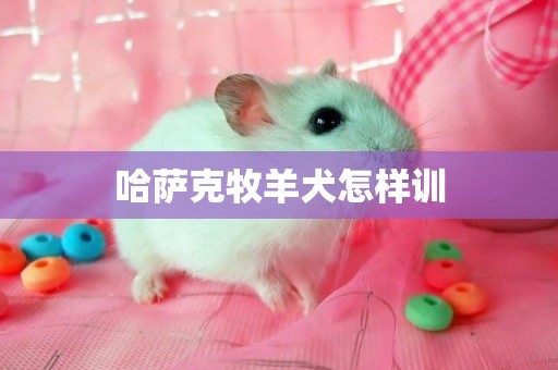 哈薩克牧羊犬怎樣訓