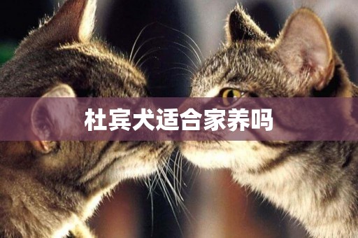 杜賓犬適合家養嗎