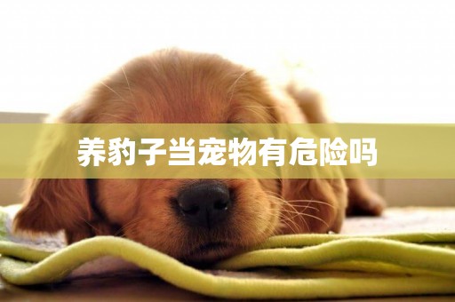 養豹子當寵物有危險嗎