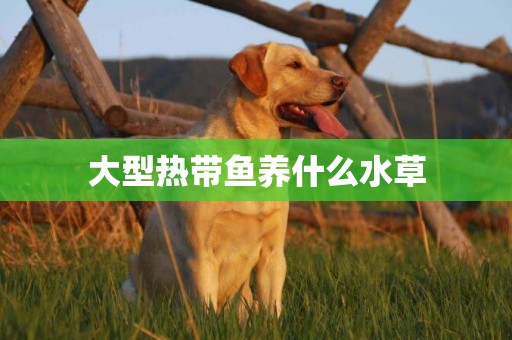 大型熱帶魚養什么水草